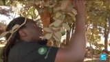 Un Zimbabwéen plante plus de 7500 arbres pour sensibiliser sur le réchauffement climatique