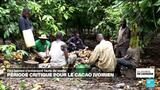 Côte d'Ivoire : la filière cacao dans une situation critique avec la chute des ventes