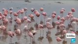 Afrique du sud : les flamants nains menacés par la pollution