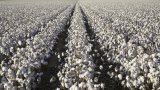 Retrouvailles cotonnières à Deauville pour l'Afcot, sur fond de marché morose