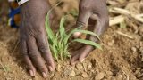 Burkina Faso: l’étude d’impact du compost par des cultivatrices en région Nord récompensée par (…)