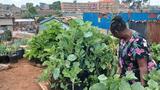 Kenya: se nourrir grâce à l'agriculture urbaine dans les bidonvilles de Nairobi
