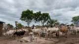 Soudan du Sud: dix morts dans une embuscade destinée à voler du bétail