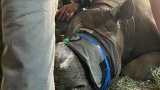 Réintroduction de dix rhinocéros au Mozambique: une opération à haut risque [2/3]