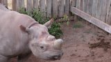 Réintroduire les rhinocéros en Afrique du Sud: Amos, le protecteur de rhinos [1/3]