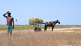 Au Sénégal, l’autosuffisance en riz toujours fixée à 2030