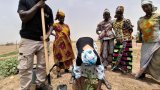 Sénégal: des plantes fertilitaires pour enrichir les sols et éviter les pesticides