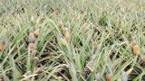 Avec l'application e-pineA, les agriculteurs béninois gagnent leur pain de sucre