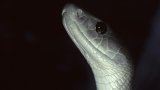 Afrique du Sud: le serpent mamba noir est un important allié pour mesurer la pollution de l’air, (…)