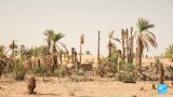 En Mauritanie, les oasis menacées par le réchauffement climatique