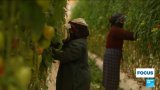 Tomates marocaines : l'envers du décor dans les mégafermes d'Agadir