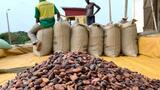 Cacao: le Ghana réduit le prix à la production pour tenter de surmonter la crise du secteur