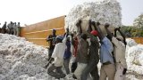 Burkina Faso: la Socoma, la deuxième société cotonnière du pays, annonce la suspension de ses (…)