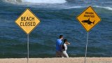 Australie: le surfeur probablement tué par un grand requin blanc, selon des experts