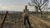 Dans les Corbières, des vendanges solidaires pour viticulteurs sinistrés
