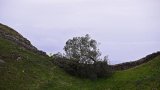 Annonce de la peine pour deux hommes qui ont abattu l'arbre le plus célèbre d'Angleterre