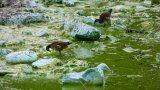 Le plus grand lac du Royaume-Uni suffoque à cause des algues toxiques
