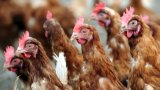 En Alsace, distribution gratuite de poules anti-gaspi