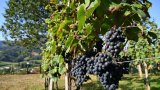 Estimations de vendanges 2025 revues à la baisse, proches du faible volume de 2024