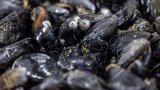 Pesticides et médicaments retrouvés sur tout le littoral français