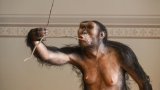 Premier voyage en Europe de l'australopithèque Lucy, exposée à Prague