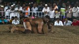 La lutte Kusthi, sport roi en Inde, vivier d'athlètes olympiques