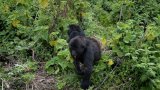 Gorilles en habitat surpeuplé au Rwanda : la moitié des bébés tués par les mâles dominants