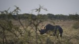 La Namibie envoie des renforts militaires pour combattre un important incendie dans la réserve (…)