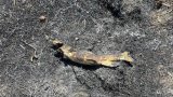 Au Canada, un incendie déclenché par un poisson tombé du ciel