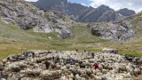 En Turquie, les bergers kurdes retrouvent leurs alpages avec la paix