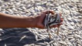 Irak: enquête sur des grandes quantités de poissons morts dans un marais