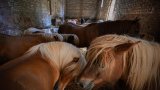D'âne du pauvre à compagnon des enfants, comment le poney a sauvé l'équitation