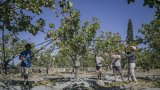 Grèce: Sur l'île d'Egine, la culture de la pistache à l'agonie