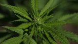 Un extrait de cannabis particulier soulagerait les douleurs lombaires chroniques, selon un essai (…)