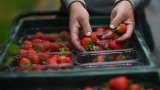 Au Royaume-Uni, l'ensoleillement record donne une récolte de fraises exceptionnelle