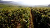 L'oenotourisme en effervescence en Champagne, surfant sur l'effet Unesco