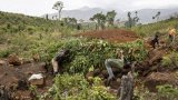 L'ultime bataille de villageois sierra-léonais contre la déforestation massive de leurs régions