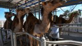 Le lait de chamelle, potentiel or blanc d'une région aride et pauvre de Tunisie