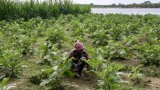 Dans les villages du Bangladesh, le retour de la grande peur des serpents