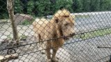 Thaïlande: un zoo sous le feu des critiques après une attaque de lion mortelle