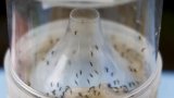 Nombre record de cas de maladies transmises par des moustiques en Europe, selon une agence de santé