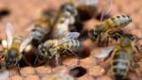 Néonicotinoïdes: des motifs d'inquiétudes pour la santé humaine mais manque d'études d'ampleur