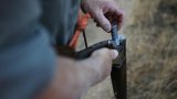 La chasse à la tourterelle des bois de nouveau autorisée en France
