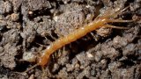 Cruciaux pour la santé des sols, des mille-pattes menacés d'extinction en France