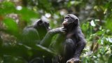 Le rire rend les bonobos optimistes