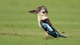 Des scientifiques découvrent un taux important de changement de sexe chez certains oiseaux