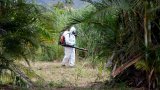 La Réunion: cinq nouveaux décès imputés au chikungunya malgré une épidémie en décrue