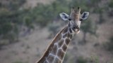 Il n'existe pas une espèce unique de girafes mais quatre