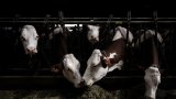 Dermatose des bovins: vaccination obligatoire et abattage total dans les foyers d'infection