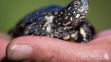 Aux abords du Rhin, la délicate réintroduction de tortues d'eau